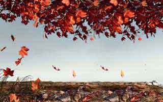 fil币价格今日行情美元_fil币价格今日行情走势