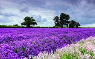 日本为何推行比特币交易